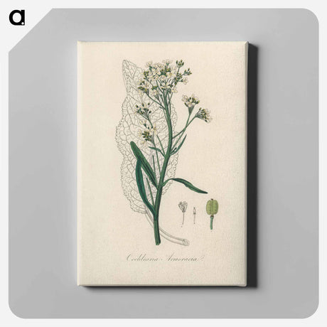 アートパネル-Horseradish Illustration
 - 薬用植物学 Canvas.