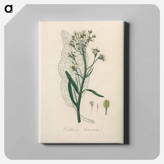 アートパネル-Horseradish Illustration
 - 薬用植物学 Canvas.