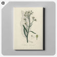 2-29_Medical-Botany_canvas