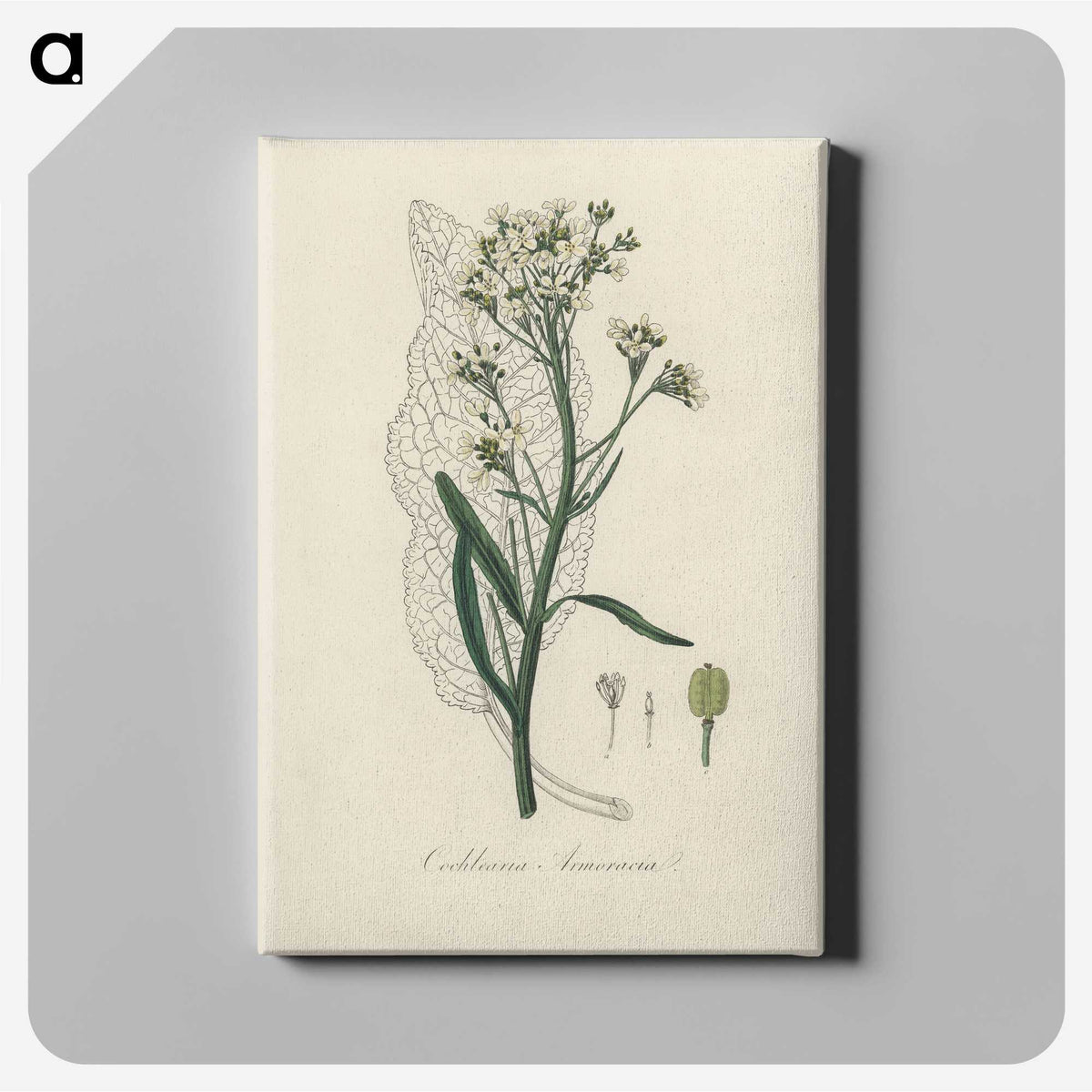 2-29_Medical-Botany_canvas