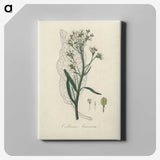 2-29_Medical-Botany_canvas