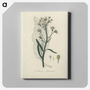 2-29_Medical-Botany_canvas