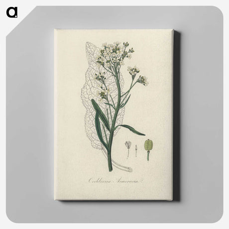 2-29_Medical-Botany_canvas