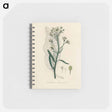 アートメモ帳-Horseradish Illustration
 - 薬用植物学 Memo.