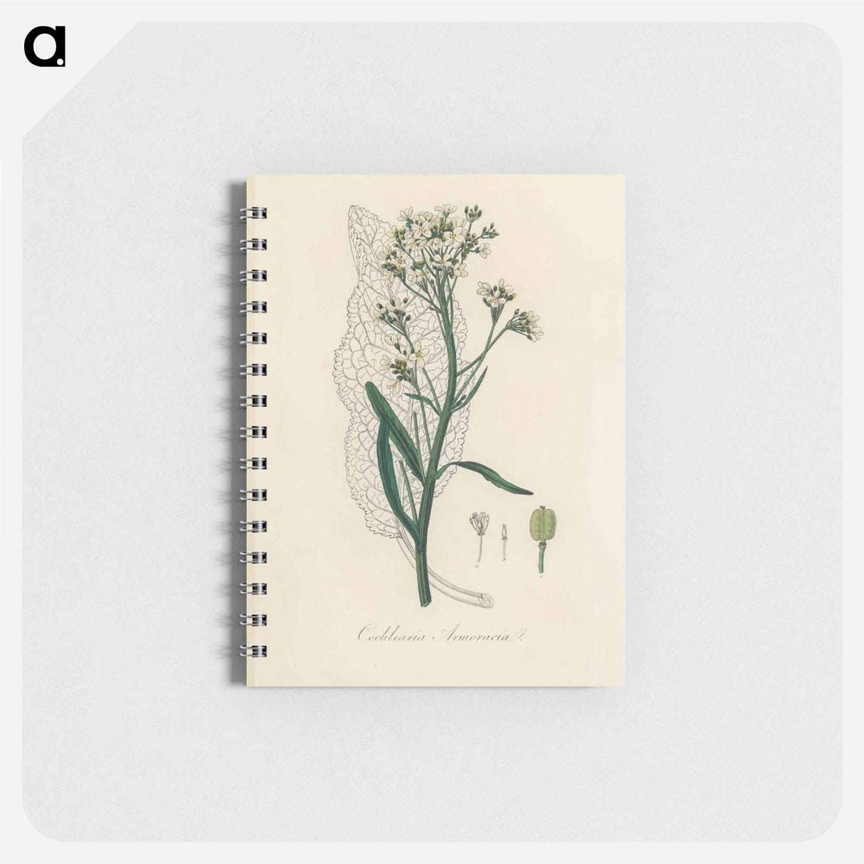 アートメモ帳-Horseradish Illustration
 - 薬用植物学 Memo.