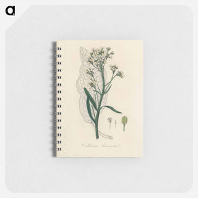 アートメモ帳-Horseradish Illustration
 - 薬用植物学 Memo.