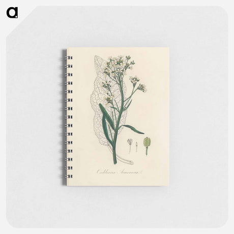 アートメモ帳-Horseradish Illustration
 - 薬用植物学 Memo.