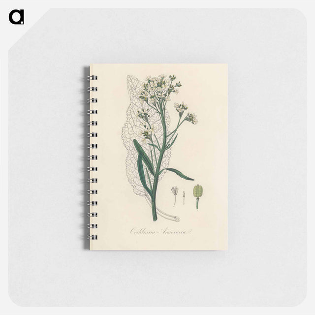 アートメモ帳-Horseradish Illustration
 - 薬用植物学 Memo.
