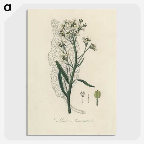 2-29_Medical-Botany_picture-crop