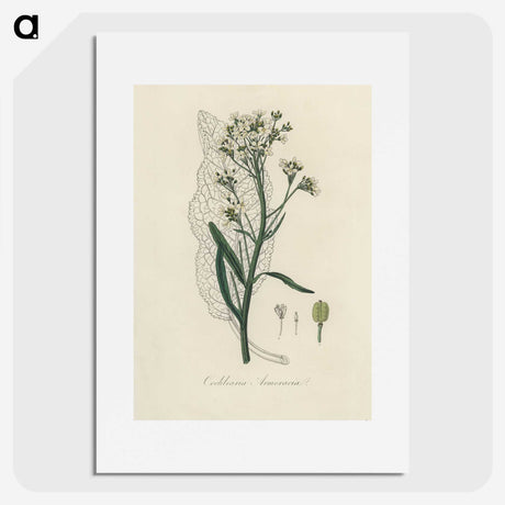2-29_Medical-Botany_picture
