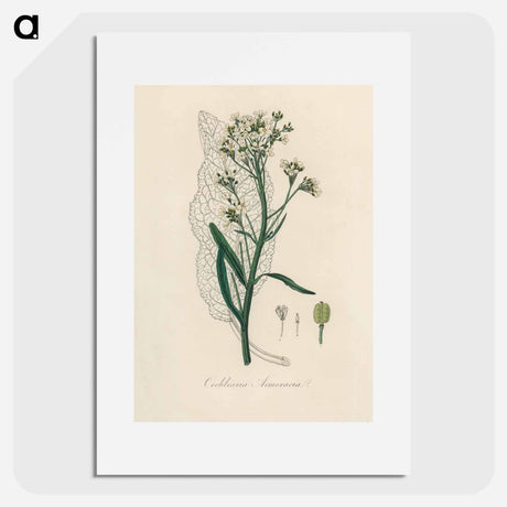 アートポスター-Horseradish Illustration
 - 薬用植物学 Poster.