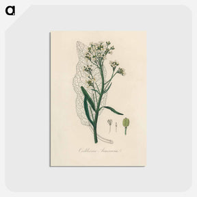 アートポストカード-Horseradish Illustration
 - 薬用植物学 Postcard.