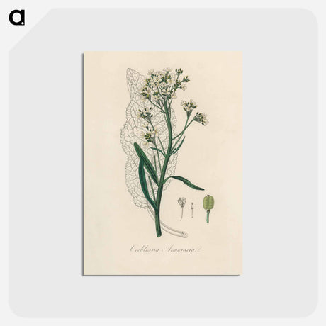 アートポストカード-Horseradish Illustration
 - 薬用植物学 Postcard.