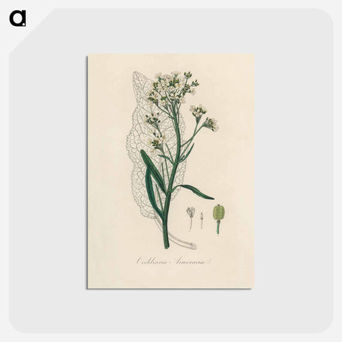 Horseradish Illustration
 - Medicinal Botany Postcard.
