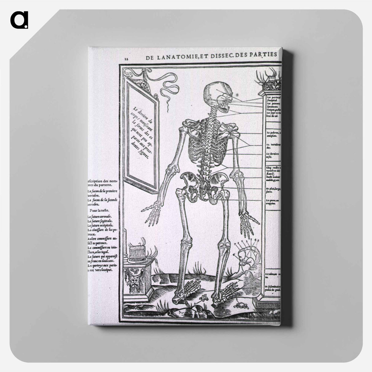 アートパネル-Anatomy of a Skeleton
 - 国立医学図書館 Canvas.