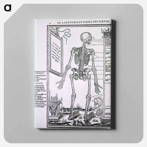 アートパネル-Anatomy of a Skeleton
 - 国立医学図書館 Canvas.