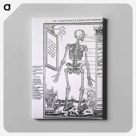 アートパネル-Anatomy of a Skeleton
 - 国立医学図書館 Canvas.