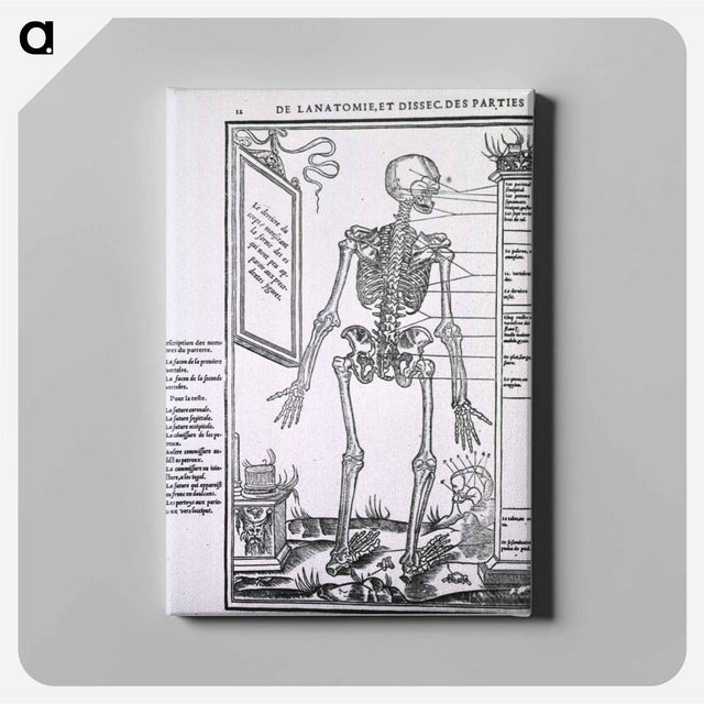 アートパネル-Anatomy of a Skeleton
 - 国立医学図書館 Canvas.