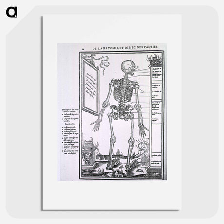 アートポスター-Anatomy of a Skeleton
 - 国立医学図書館 Poster.