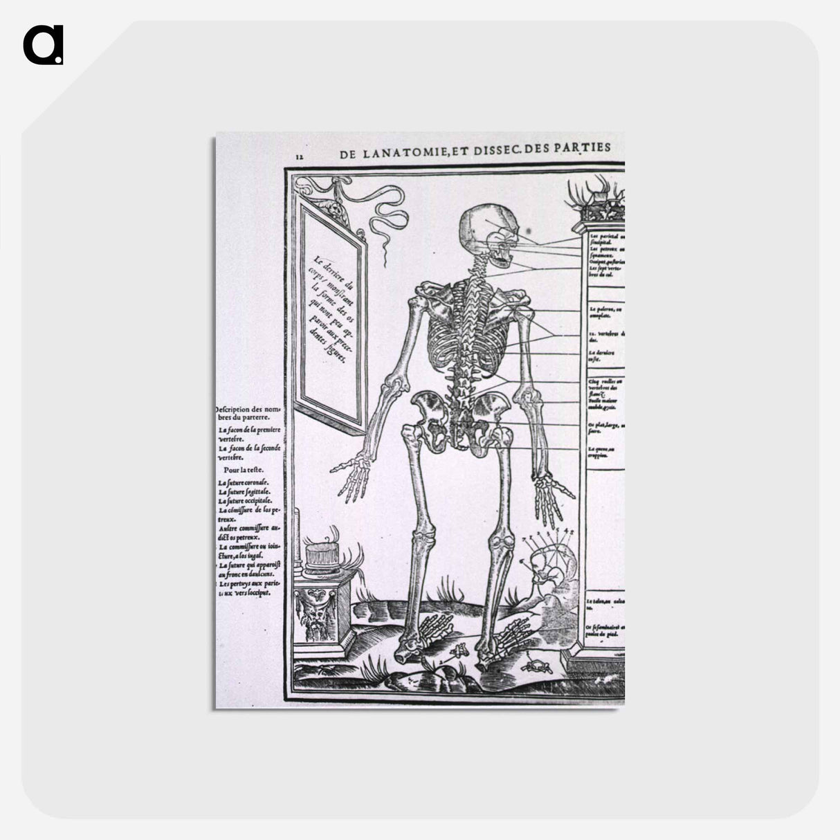 アートポストカード-Anatomy of a Skeleton
 - 国立医学図書館 Postcard.