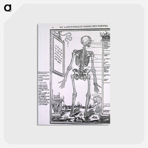 アートポストカード-Anatomy of a Skeleton
 - 国立医学図書館 Postcard.