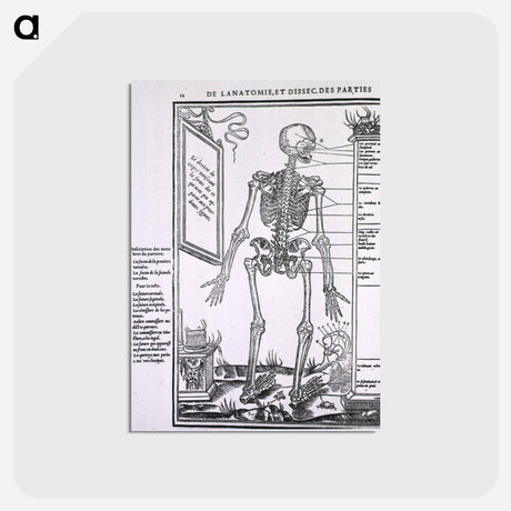 アートポストカード-Anatomy of a Skeleton
 - 国立医学図書館 Postcard.
