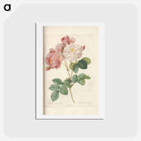 アートポストカード-Rose illustration - ピエール ジョゼフ ルドゥーテ Postcard.