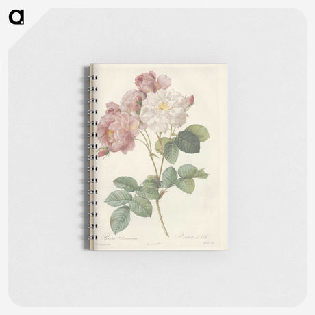 2-29_Pierre-Joseph-Redoute_memo