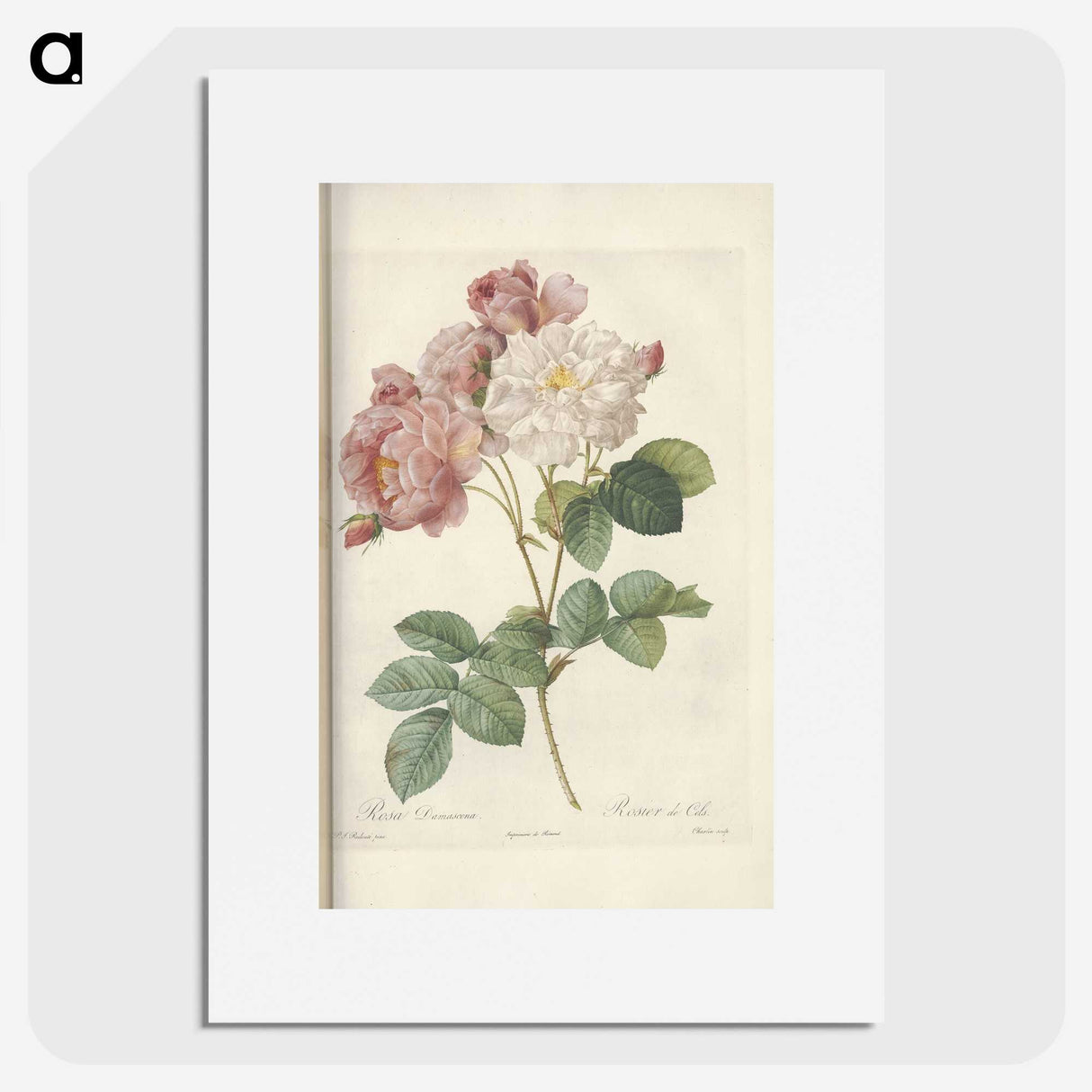 2-29_Pierre-Joseph-Redoute_picture