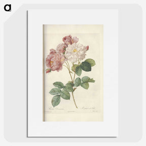 2-29_Pierre-Joseph-Redoute_picture