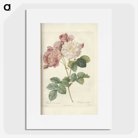 2-29_Pierre-Joseph-Redoute_picture