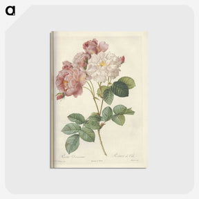 2-29_Pierre-Joseph-Redoute_postcard