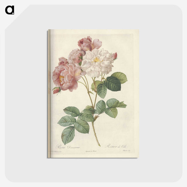 2-29_Pierre-Joseph-Redoute_postcard