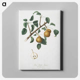 2-29_Pomona-Italiana_canvas