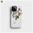2-29_Pomona-Italiana_phone