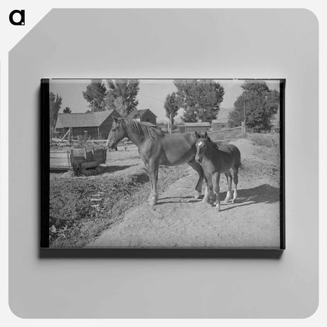 アートパネル-Tillamook County Dairyland
 - ラッセル リー Canvas.