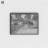 アートメモ帳-Tillamook County Dairyland
 - ラッセル リー Memo.