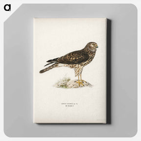 アートパネル-Hen Harrier
 - スヴェンスカ フォグラル Canvas.