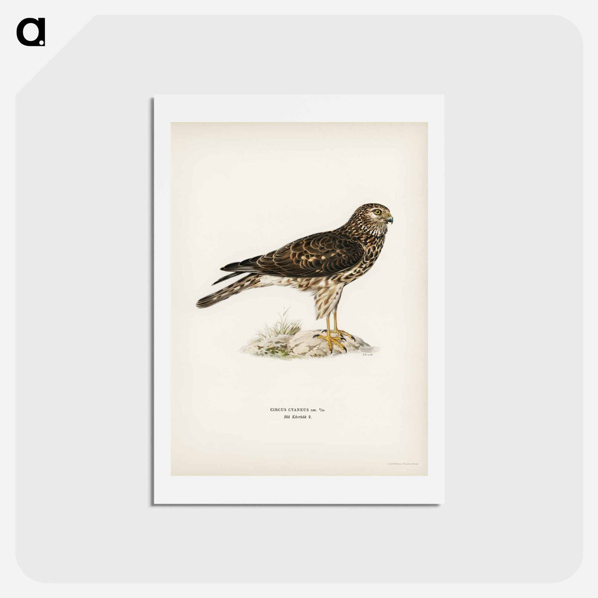 アートポストカード-Hen Harrier
 - スヴェンスカ フォグラル Postcard.