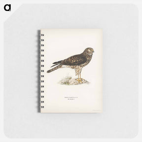 アートメモ帳-Hen Harrier
 - スヴェンスカ フォグラル Memo.