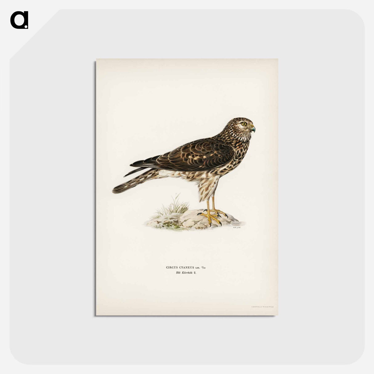 アートポストカード-Hen Harrier
 - スヴェンスカ フォグラル Postcard.