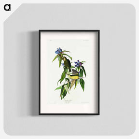 アートポスター-Connecticut Warbler from Birds of America
 - アメリカの鳥たち Poster.