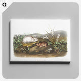 2-29_The-Viviparous-Quadrupeds_canvas