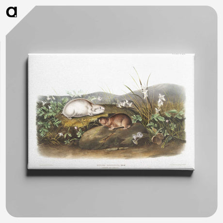 2-29_The-Viviparous-Quadrupeds_canvas