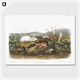 2-29_The-Viviparous-Quadrupeds_picture-crop