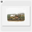 2-29_The-Viviparous-Quadrupeds_picture