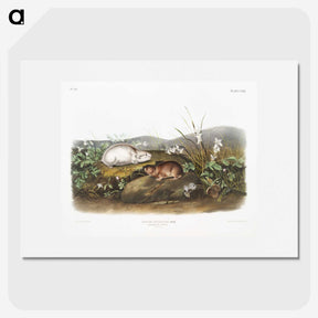 2-29_The-Viviparous-Quadrupeds_picture