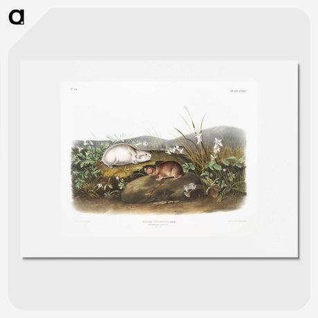 2-29_The-Viviparous-Quadrupeds_picture