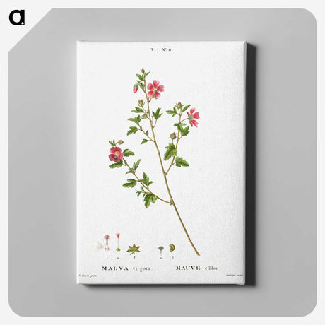 2-29_Treatise-on-Trees-and-Shrubs_canvas
