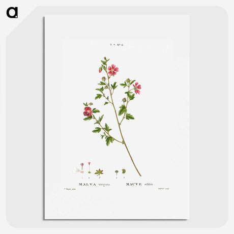 2-29_Treatise-on-Trees-and-Shrubs_picture